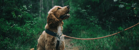 What age should you allergy test a dog?