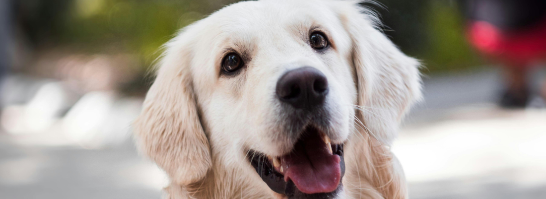 Can Dogs Eat Peppers?