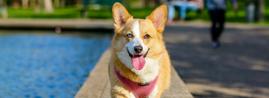 Can Dogs Eat Cauliflower?