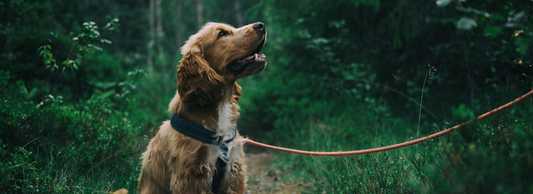 Can Dogs Eat Ginger?