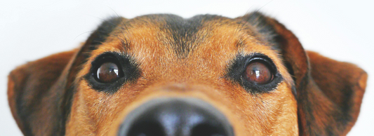 Can Dogs Eat Peanuts?