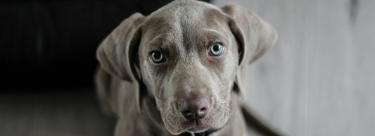 Can Dogs Eat Peaches?