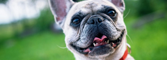 Can Dogs Eat Cashew Nuts?