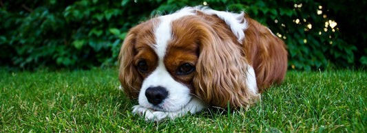 Can Dogs Be Allergic to Grass? Understanding Canine Grass Allergies