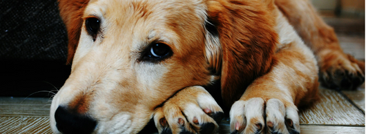 Are Dog & Cat Intolerance Tests Accurate? Our Experts Explain