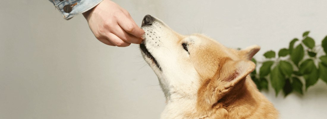 Can Dogs Eat Black Pudding?