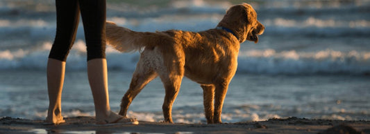 Can Dogs Eat Prawns? How Much is Safe?